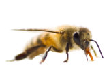 Bee Pest Removal