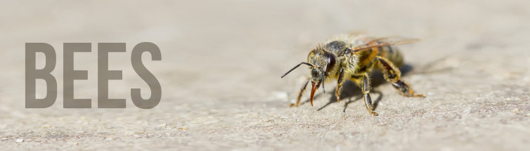 Bee Removal Image
