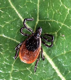Adult tick