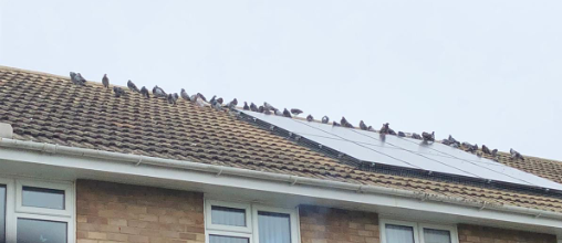 Pigeon on Roof Problem