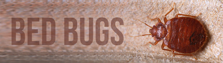 Bed Bugs Treatment Image