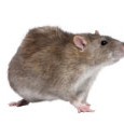 The growing problem of rodents – and what to do about rats and mice