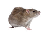 Brown Rat Pest Removal