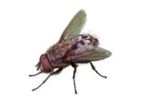 Cluster Fly Pest Removal