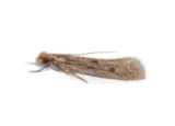 Case-Bearing Clothes Moth Pest