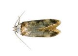 Common Clothes Moth Pest