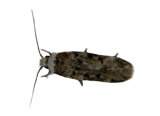 White-Shouldered House Moth Pest
