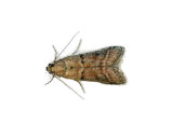 Warehouse Moth Pest