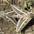 Confusing sexual activity in moths…