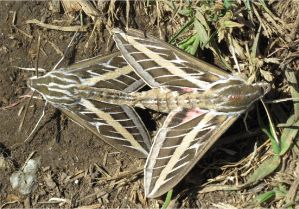 Confusing sexual activity in moths…