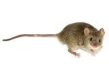 Mouse Pest Removal