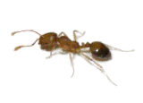 Pharaoh Ant Removal