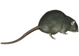 Black Rat Pest Removal