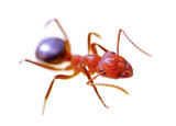 Red Ant Removal