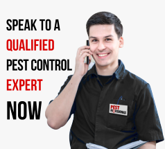 Speak to a Qualified Pest Control Expert