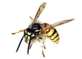Wasp Pest Removal