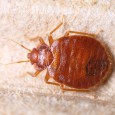 How to kill bed bugs – guaranteed!