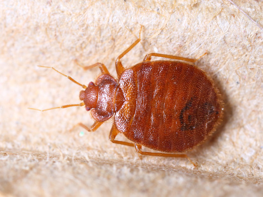 How to kill bed bugs – guaranteed!