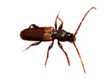 House Longhorn Beetle Treatment