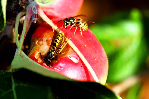 Wasps: The Sugar Rush Is On!