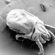 Ten million dust mites in your bed