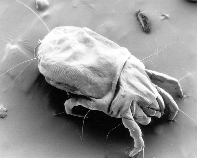 Ten million dust mites in your bed