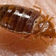 Bed bugs that are allowed to feed far more likely to survive insecticide treatment