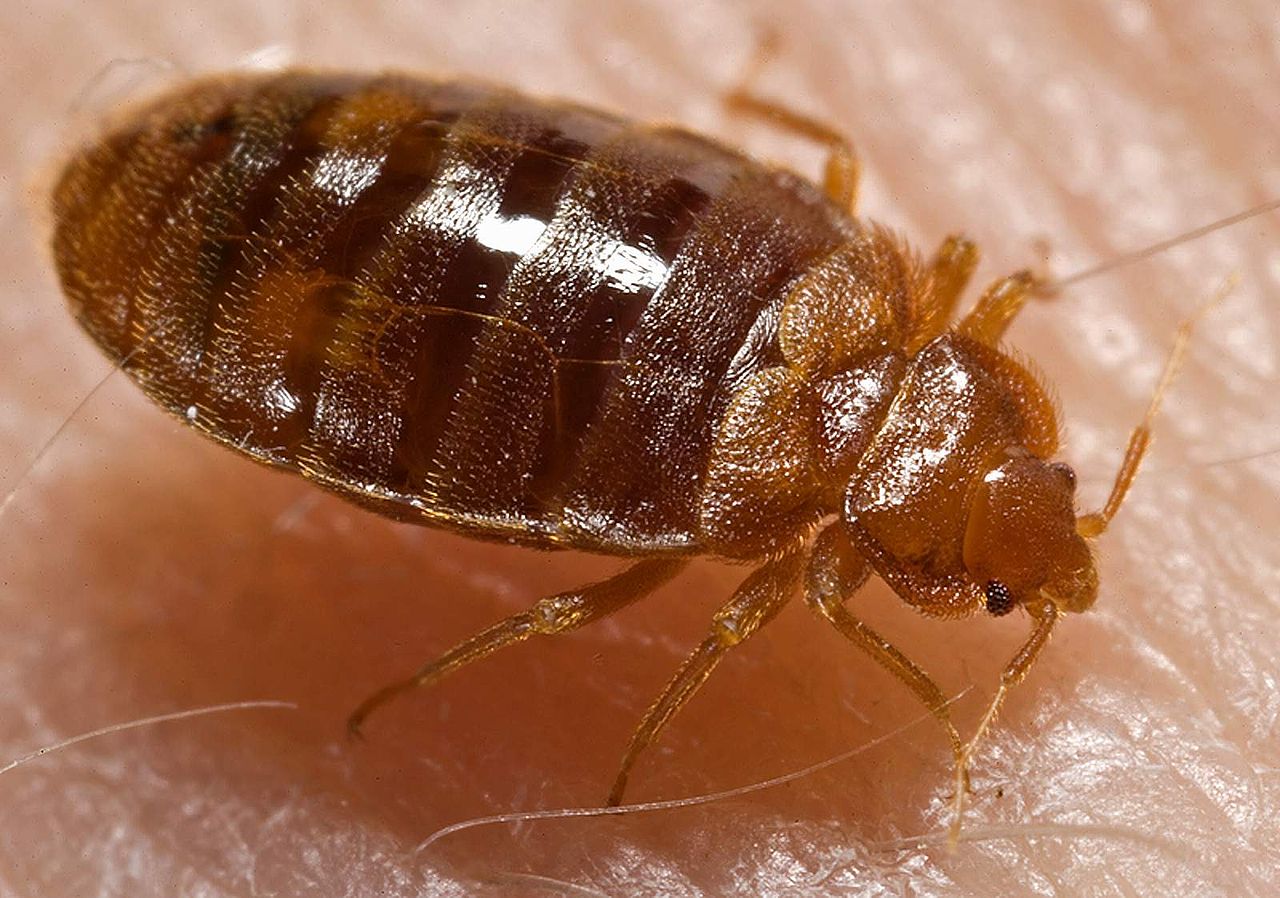 Bed bugs that are allowed to feed far more likely to survive insecticide treatment