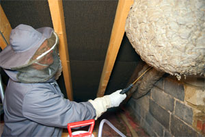 Giant wasp nest found in abandoned loft