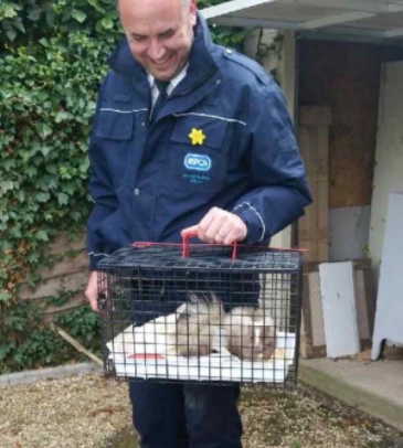 Pest Controller captures wild skunk in Surrey