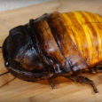 Is this the biggest cockroach in the world?