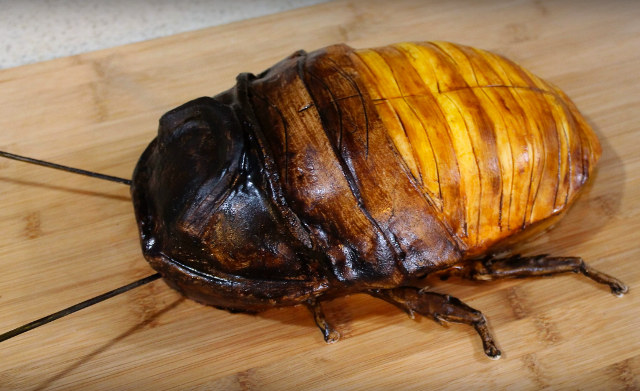 Is this the biggest cockroach in the world?