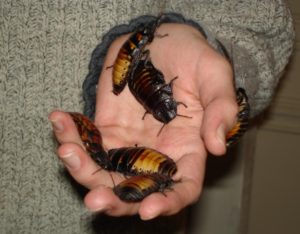 Madagascan hissing cockroaches are kept as pets