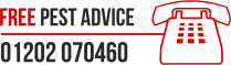 Free Pest Advice Number