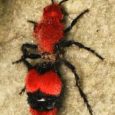 Rare ‘velvet ant’ spotted in Liverpool