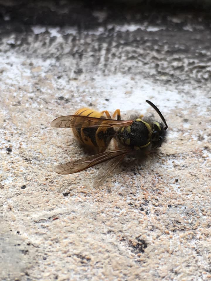 Active wasp nest in January … there is an explanation!