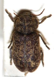 Death Watch Beetle