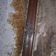 How about this for a horrendous bed bug infestation?