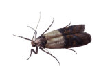 Indian Meal Moth Pest