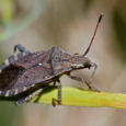 Licensed Heat Treatment for Brown Marmorated Stink Bugs