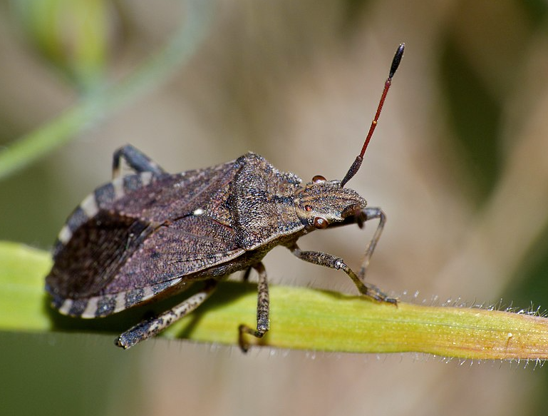 Licensed Heat Treatment for Brown Marmorated Stink Bugs