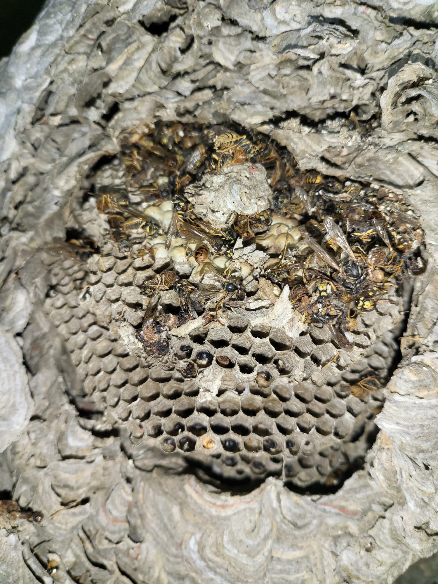 Hexagonal grub pods in a wasp nest