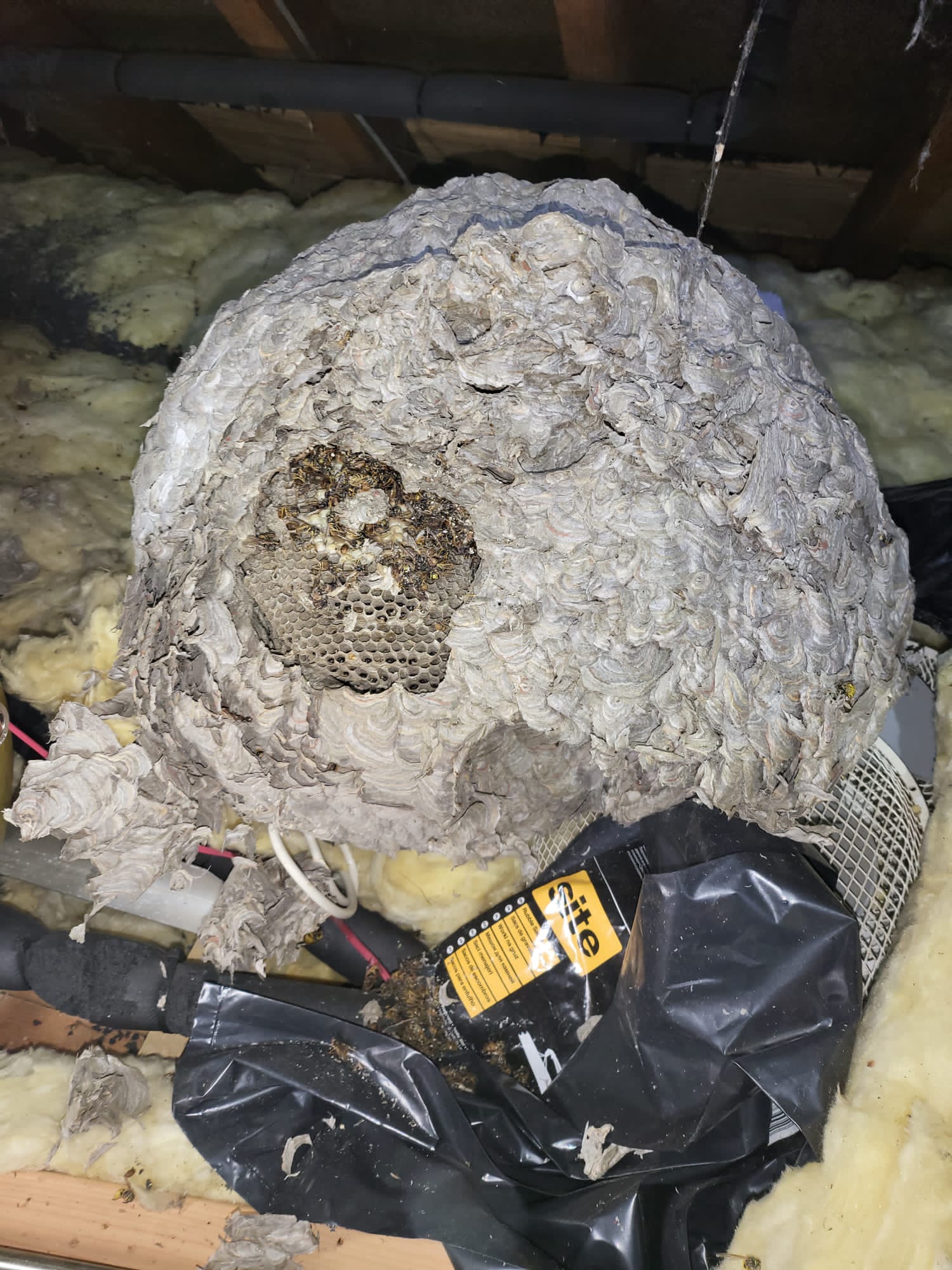 Large wasp nest that has come to fruition