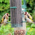 Bird Feeding School Project Leads to Rodent Mayhem