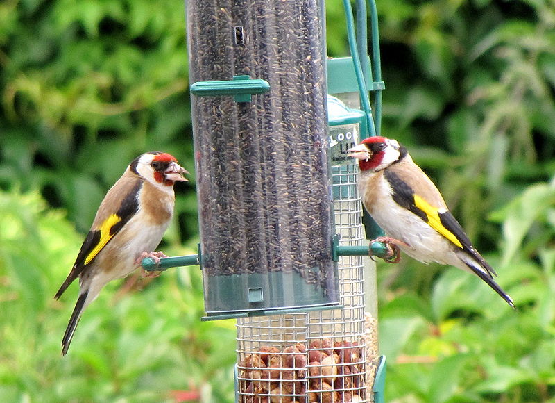 Bird Feeding School Project Leads to Rodent Mayhem