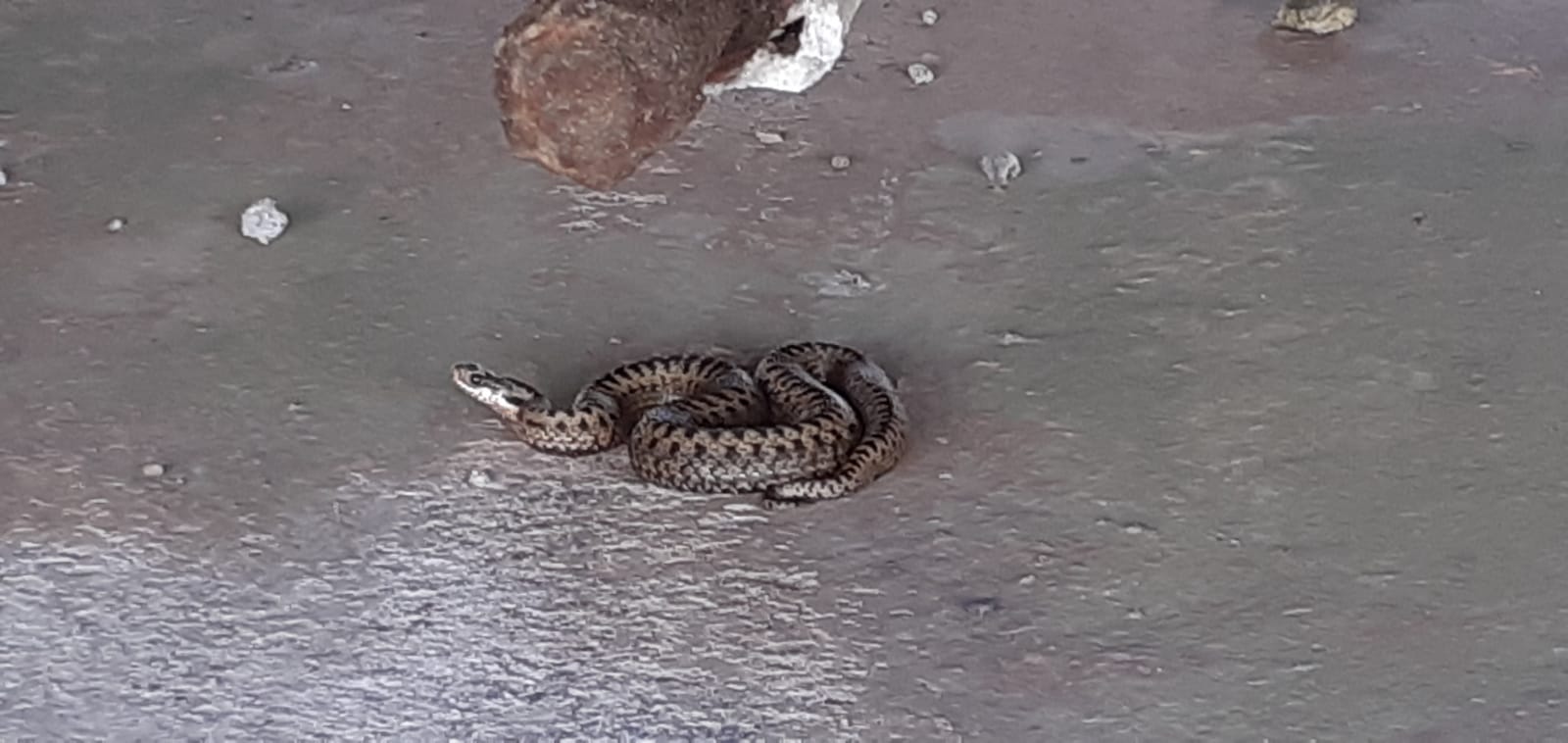 Face to face with an adder