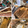 Bee Removal and Relocation: Protecting Your Property, Preserving Our Pollinators