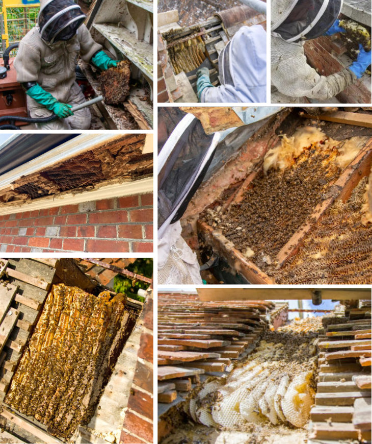 Bee Removal and Relocation: Protecting Your Property, Preserving Our Pollinators