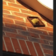 Pesky Parakeets and Pest Control
