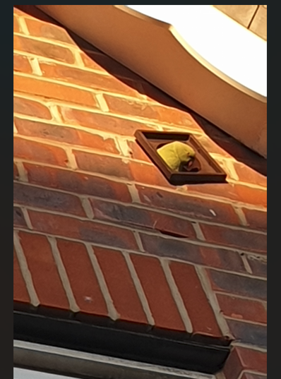 Pesky Parakeets and Pest Control